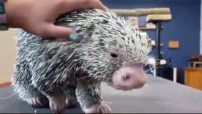 Despite his dangerously sharp quills, Charlie the porcupine loves to be pet