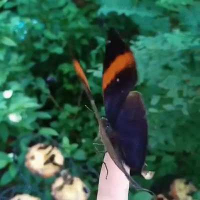 The incredible hidden beauty of the dead-leaf butterfly (Kallima inachus)