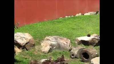 Otters chasing a butterfly
