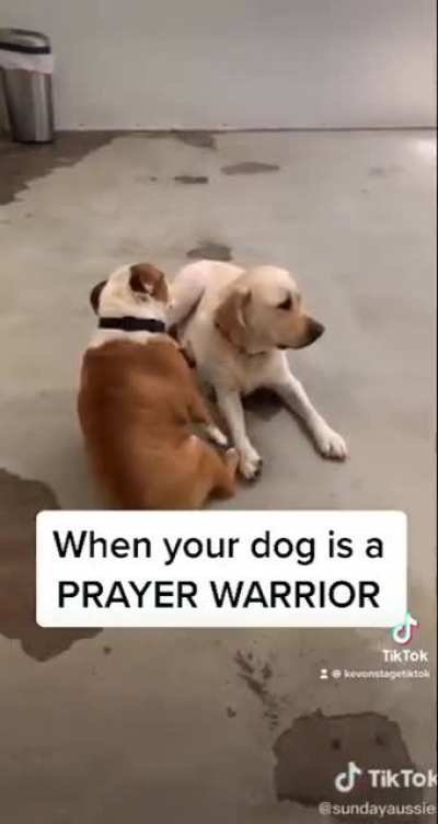When your dog is a prayer warrior (Best With the Sound On)