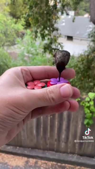 Hector the nectar collector
