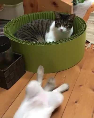 An unexpected hit!