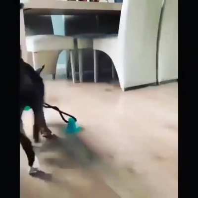 Dog Playing Partner