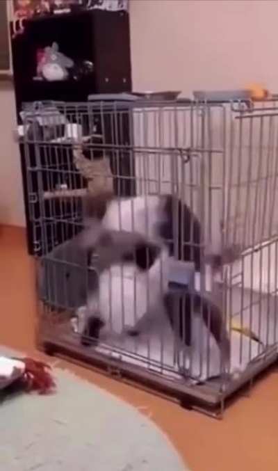 Cats stuck on Spin-Cycle