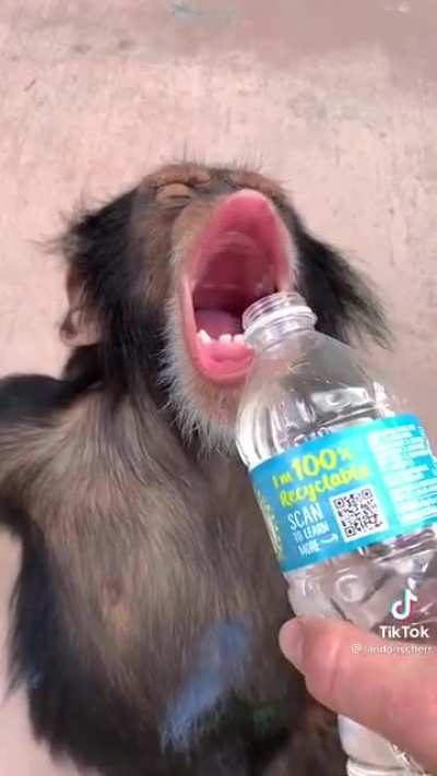 Monke