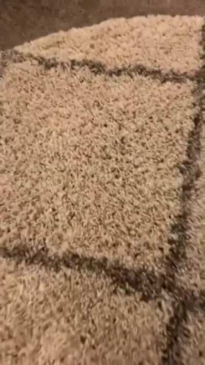 magic rug.