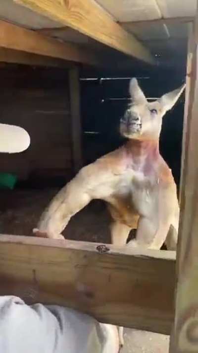 PROJETINHO FELLAS