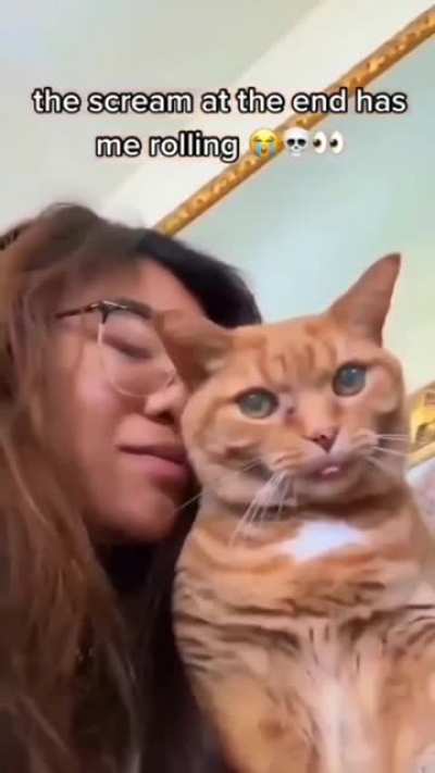 Cat went berserk