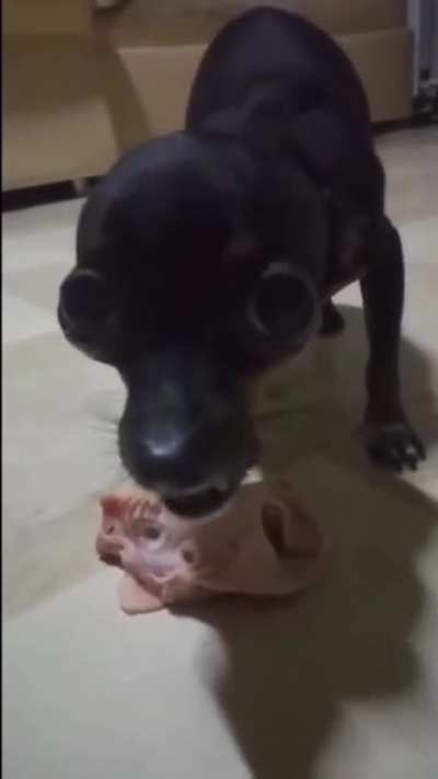 ngl this dog be acting like Lulu