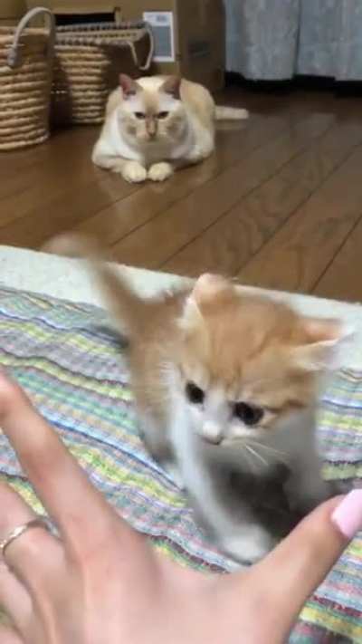 this one is a fighter