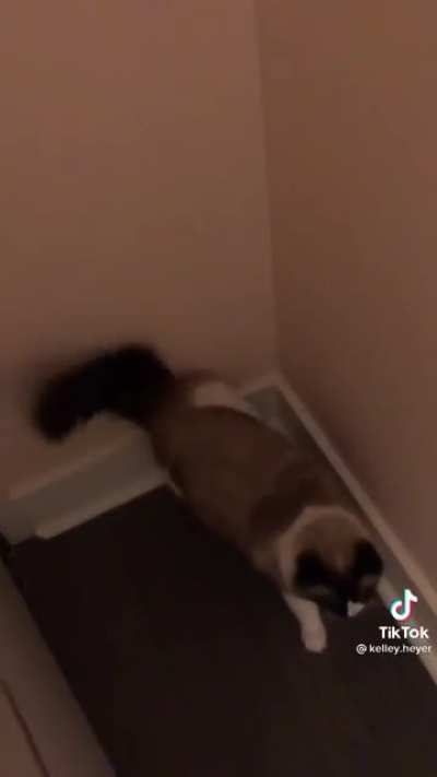 Knock knock...