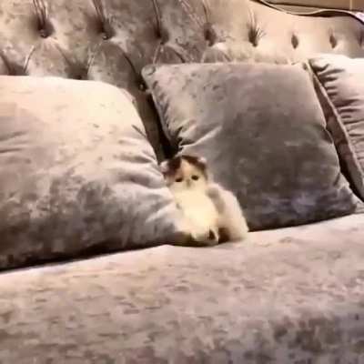 Tiny floof with big yawn - MUST see.