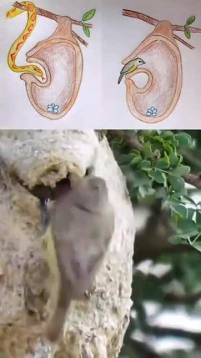 🔥 The Penduline Tit uses a hidden opening to enter its nest while the visible opening leads to an empty pocket to trick snakes