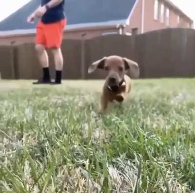 GiaNT UnLeAsheS bLooDTHirSty WoLf oN TO cAMEraMaN