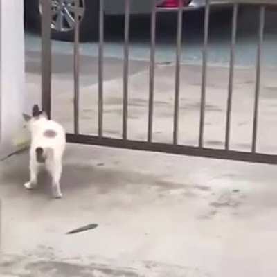 The saga of a cat and his corn on the cob