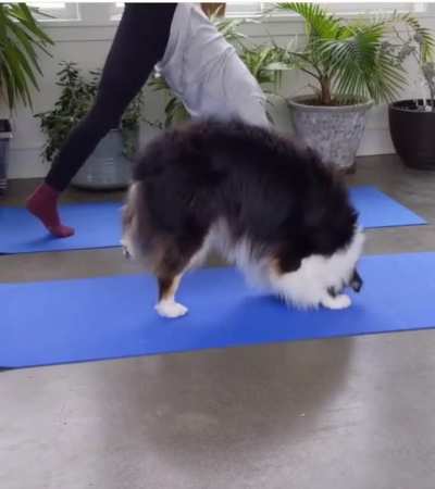 Meu Deus o cachorro do sonhos