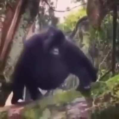 Monke fall..