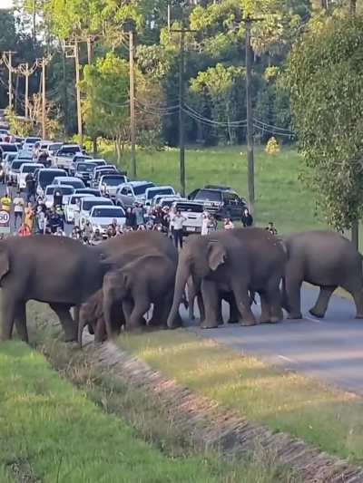 Wild elephants calmly cross the road, vehicles come to a complete stop, and everyone watches in awe.