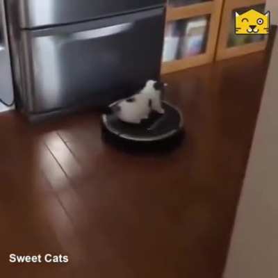 Catto goes for a ride