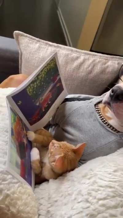 Dog and cat are having nice moment...