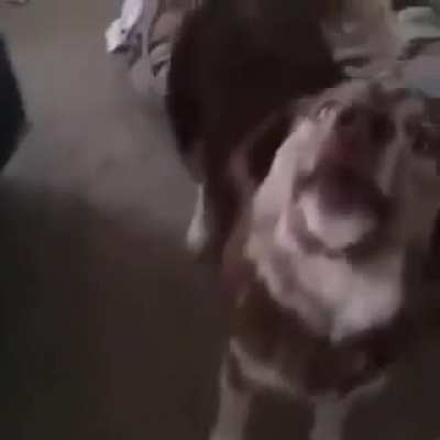 Woof_irl