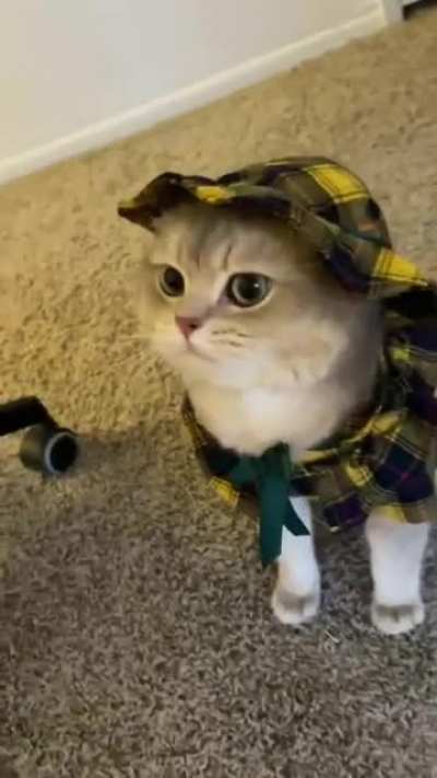 Detective cat