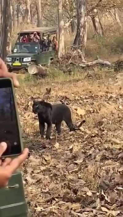 Black Panther _ 😱 OMG Really Very Rare Black Panther Climb on Tree 🌴
