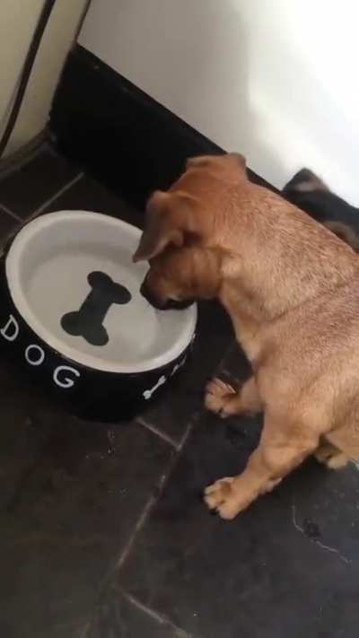 So cute,Dog thinks the bone was real