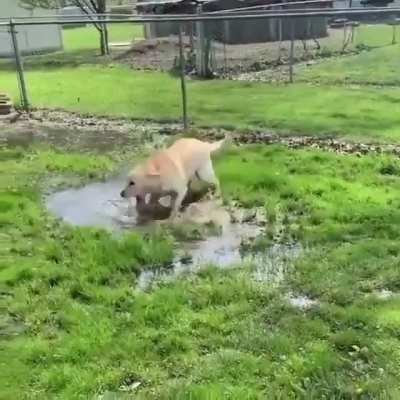 Görme engelli köpek, su birikintisi keşfedince. (Twitter dan alıntıdır)