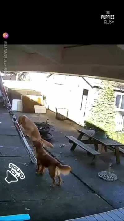 Dog on a roof