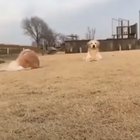 Dog crawling forward to smile for the camera.