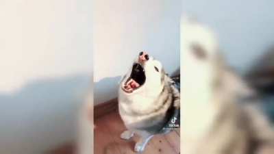 Sing Along!