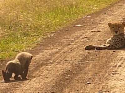 Cheetah Cub Stalking Mom