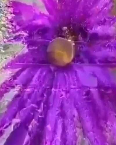 Цветок? Не тороп<wbr>итесь )