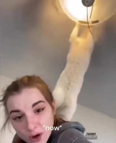 stupid cats