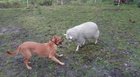 Big floof gets too excited