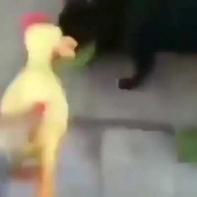XD