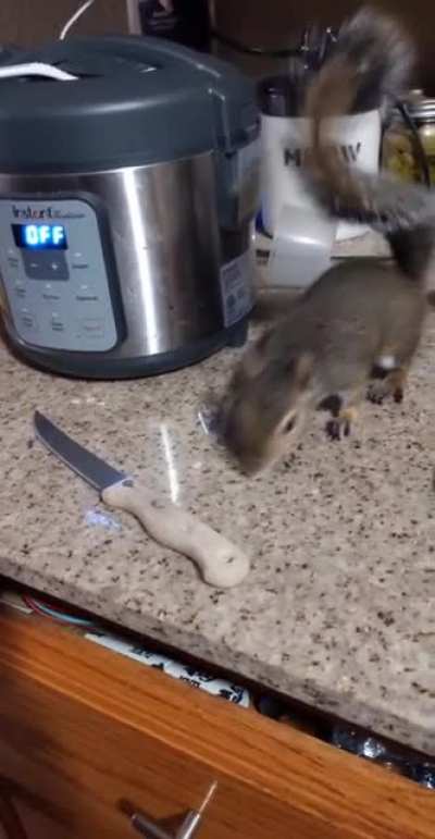 Homicidal squirrel