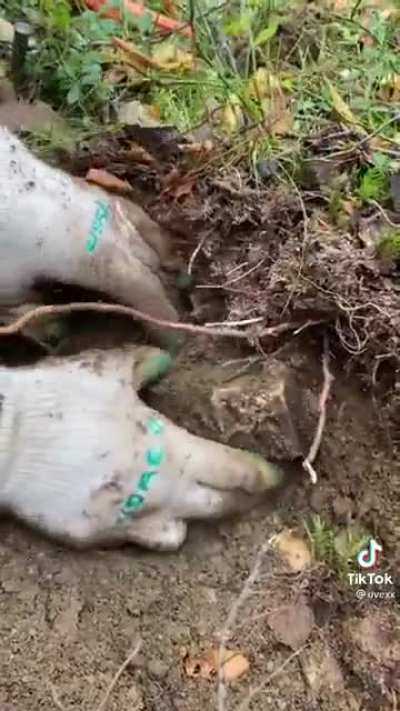 Vasily went to a forest to pick mushrooms