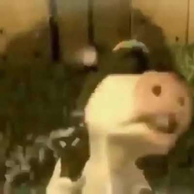 Para faraona tengo 5
