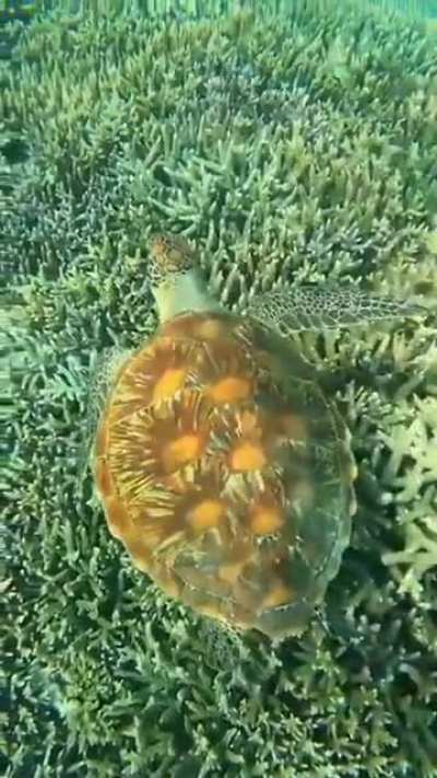 A Juvenile Green turtle glides over a sea of healthy coral, showing off its incredible sun ray patterning!