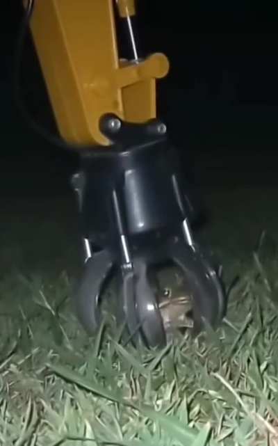 give the cane toad a lil squeeze