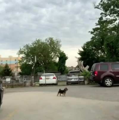 Doggo has to choose