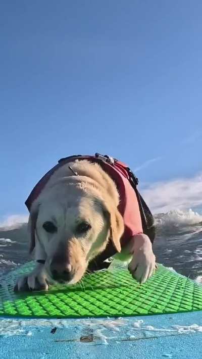 Coolest dog ever