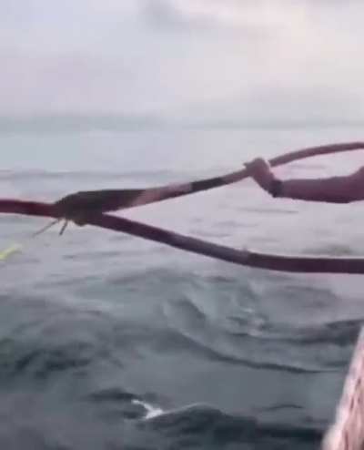 I think I would’ve projectile shat myself back to shore.