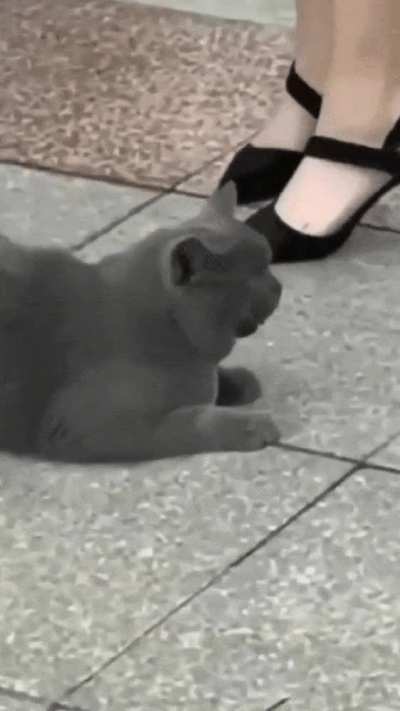 What the cat doin