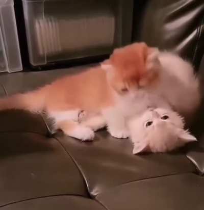 Most Adorable Fight Ever!
