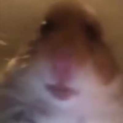 Thanks, I hate hamster singing dame da ne
