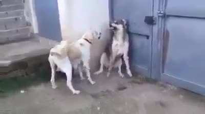 Dog karma!