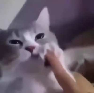 Song + cat